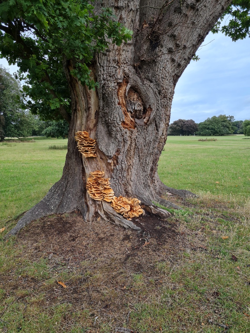 2023-09-19 01 Holkham Estate.jpg