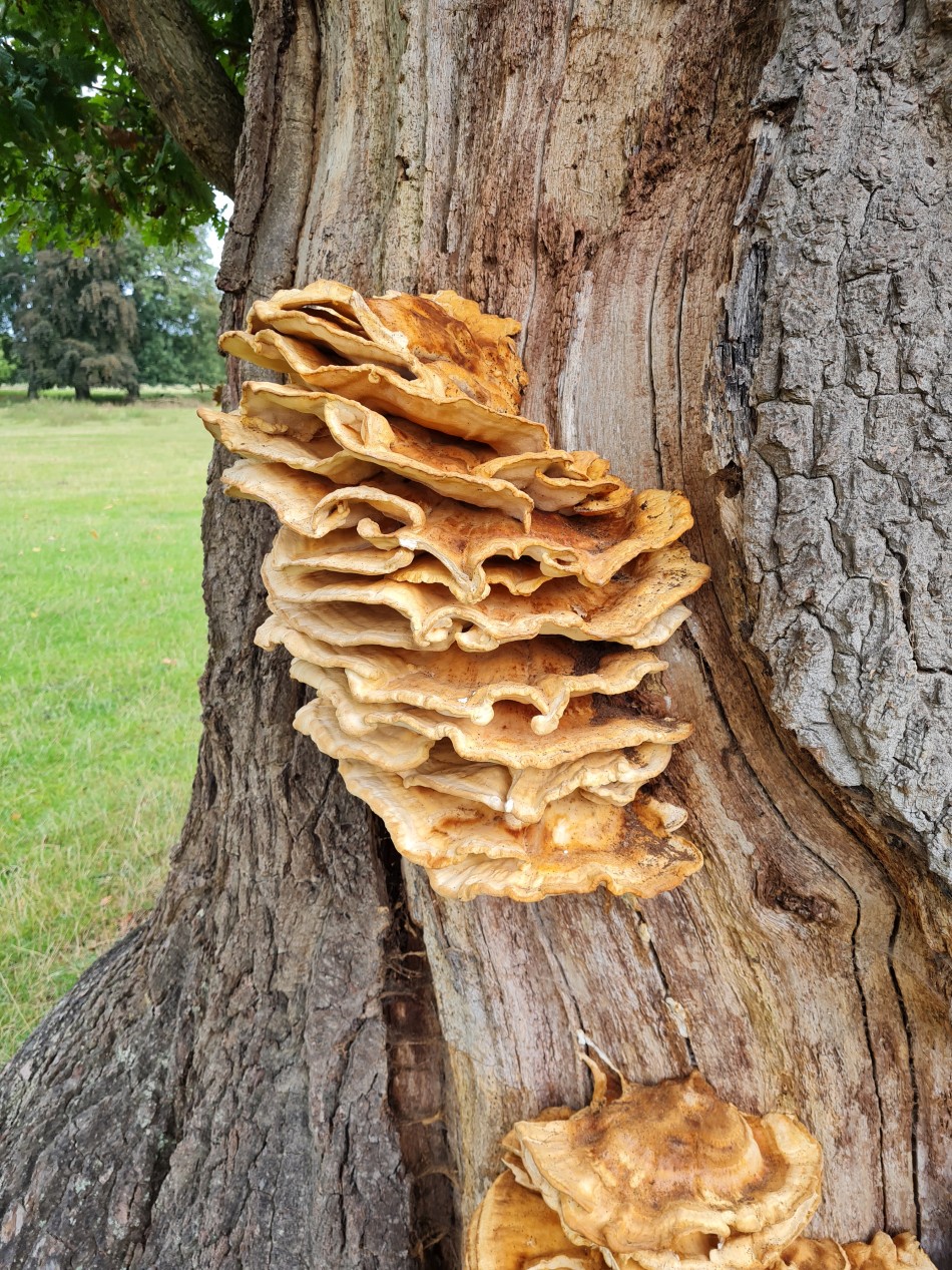 2023-09-19 02 Holkham Estate.jpg