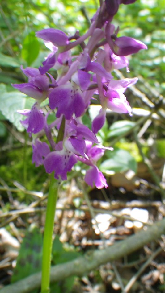 2015-12-09 01 Redisham Park.jpg