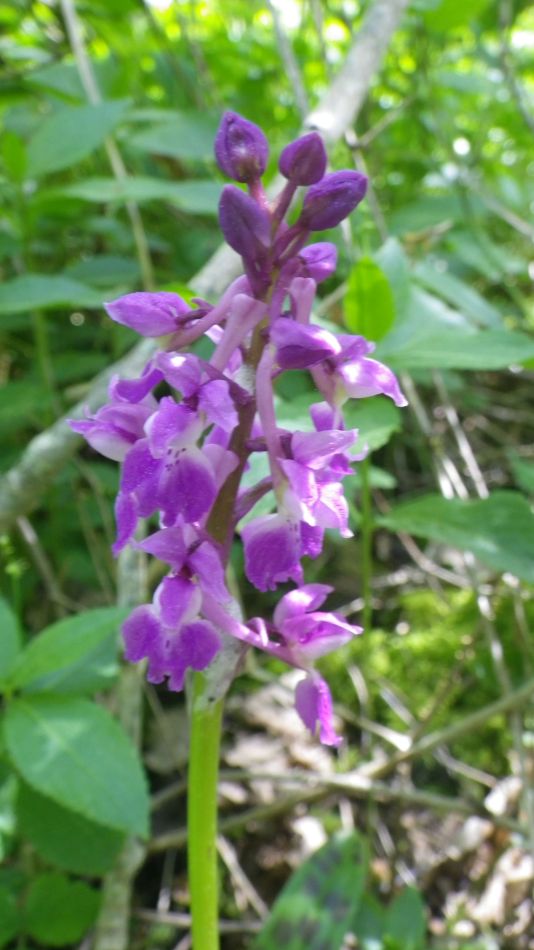 2015-12-09 02 Redisham Park.jpg