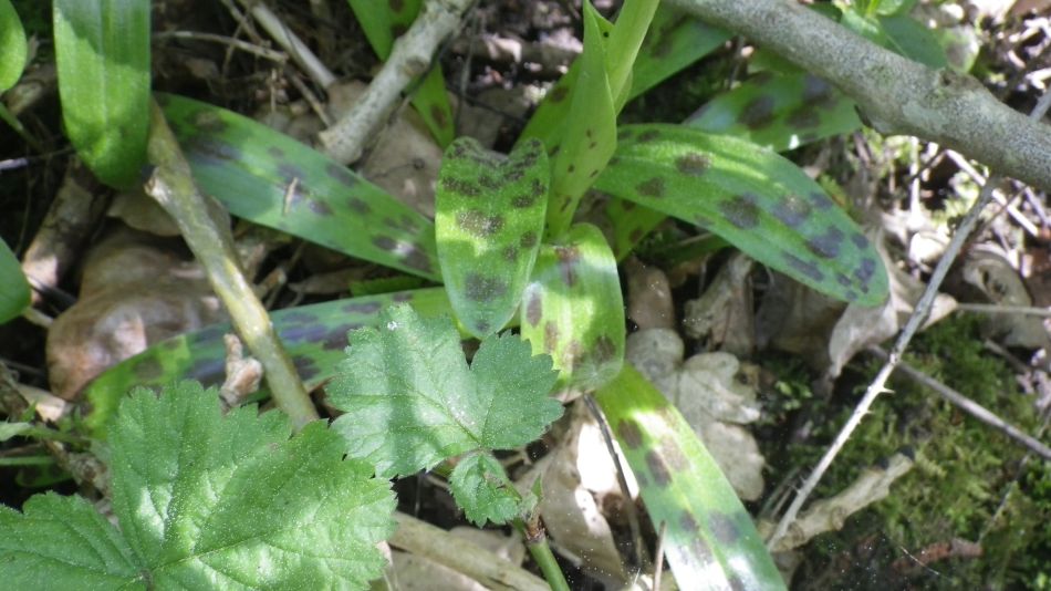 2015-12-09 03 Redisham Park.jpg