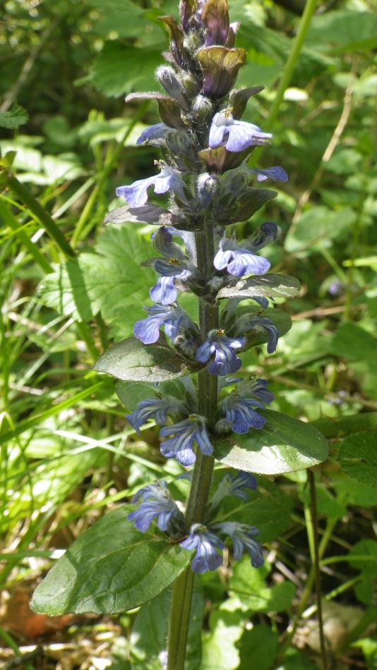 2015-12-09 04 Redisham Park.jpg