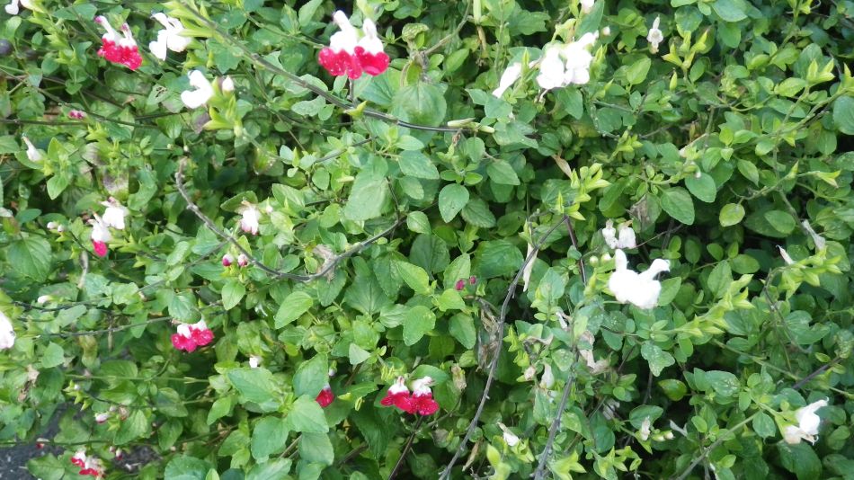 2016-11-13 15 Beccles Circumnavigation.jpg