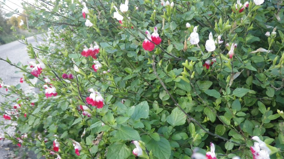 2016-11-13 16 Beccles Circumnavigation.jpg