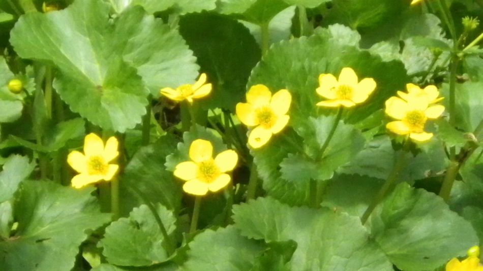 2019-05-16 17 Butter Goblets.jpg