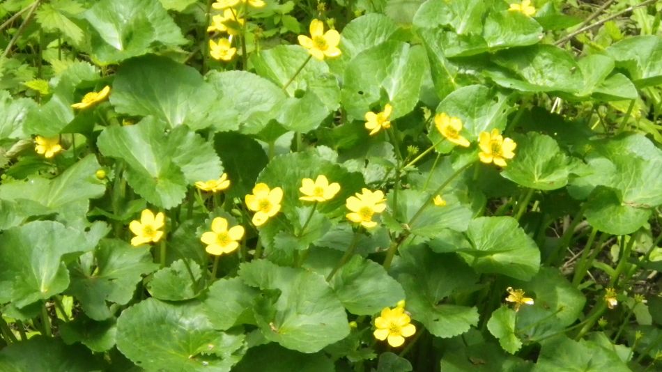 2019-05-16 18 Butter Goblets.jpg