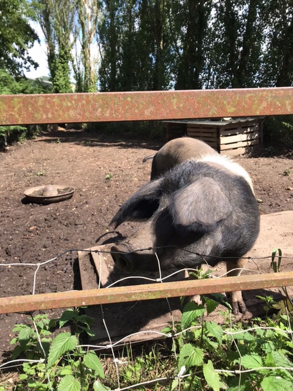 2022-06-19 01 Redisham Park.jpg