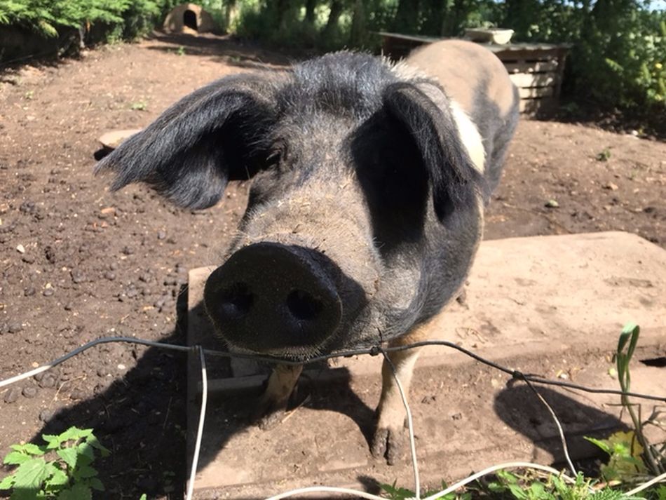 2022-06-19 02 Redisham Park.jpg