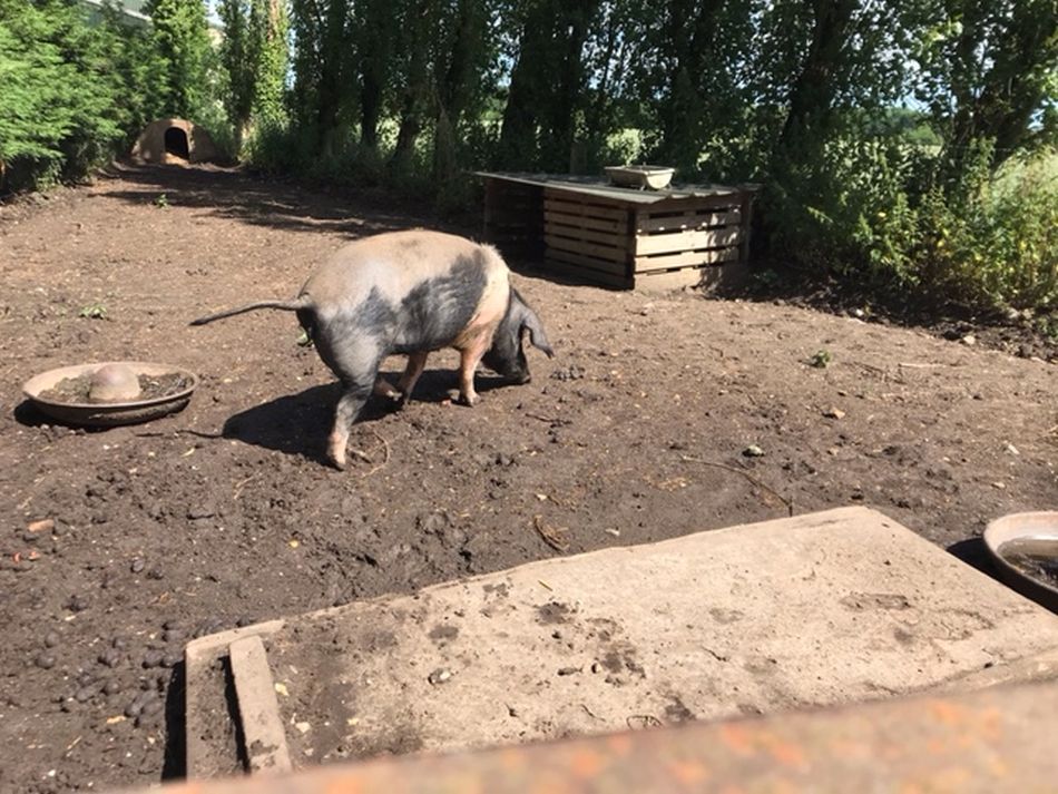 2022-06-19 03 Redisham Park.jpg