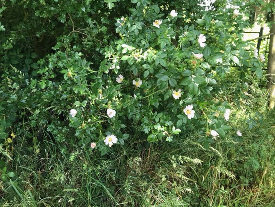 2022-06-19 10 Redisham Park.jpg