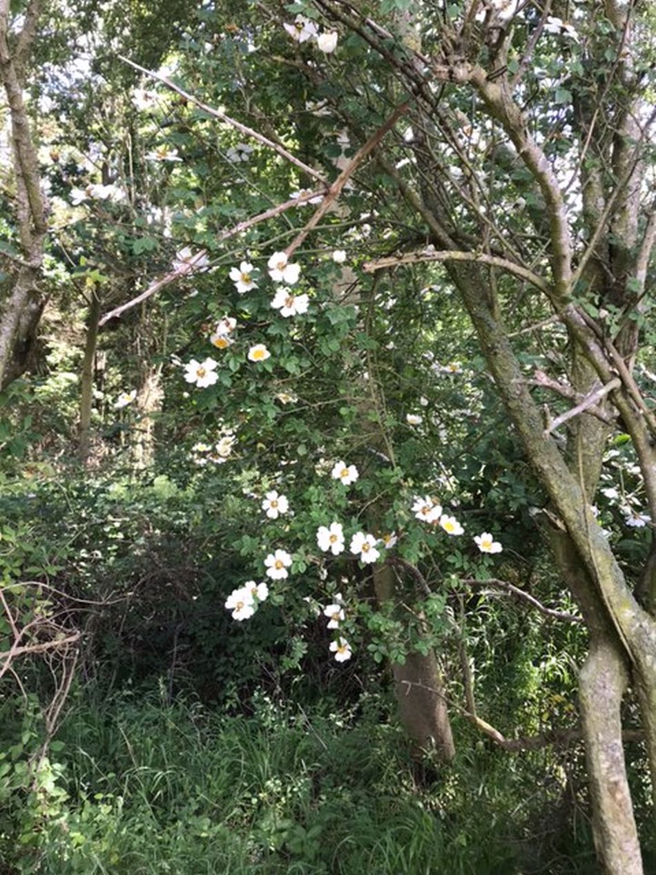 2022-06-19 11 Redisham Park.jpg