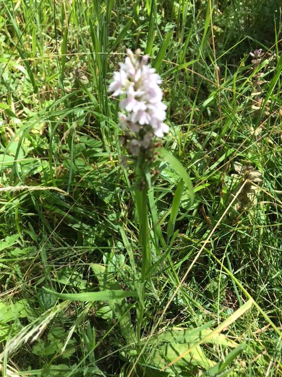 2022-06-19 12 Redisham Park.jpg