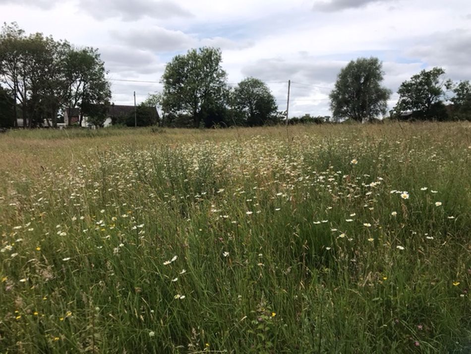 2022-06-19 20 Redisham Park.jpg