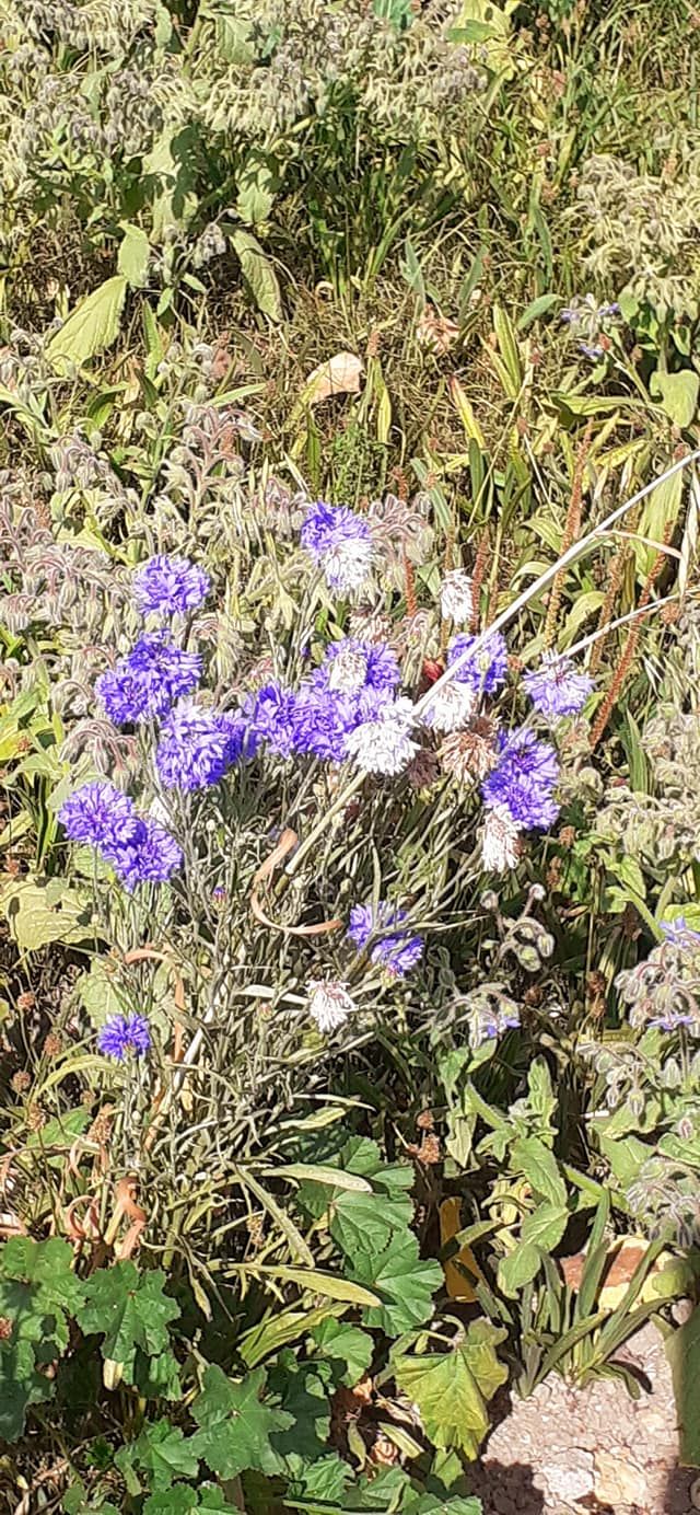 2022-08-21 04 Angles Way 20 - Beccles East.jpg