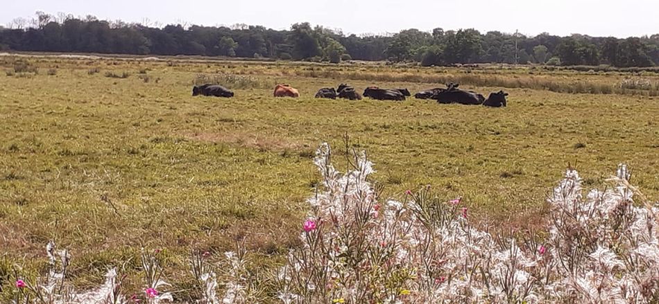 2022-08-21 11 Angles Way 20 - Beccles East.jpg