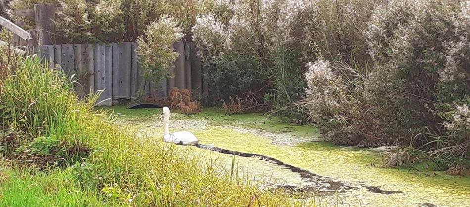 2022-08-21 12 Angles Way 20 - Beccles East.jpg