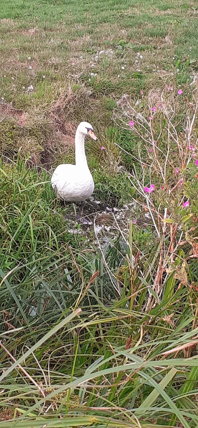 2022-08-21 15 Angles Way 20 - Beccles East.jpg