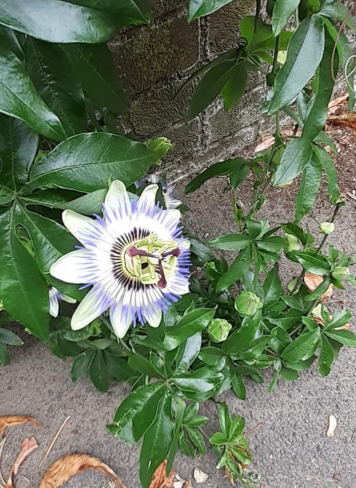 2022-08-21 27 Angles Way 20 - Beccles East.jpg