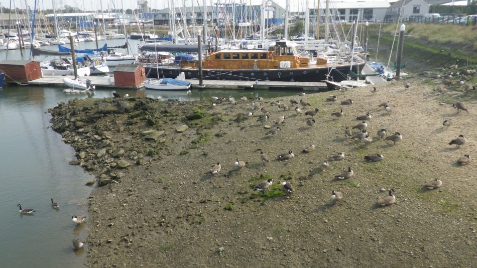 2020-09-08 12 Ipswich.jpg