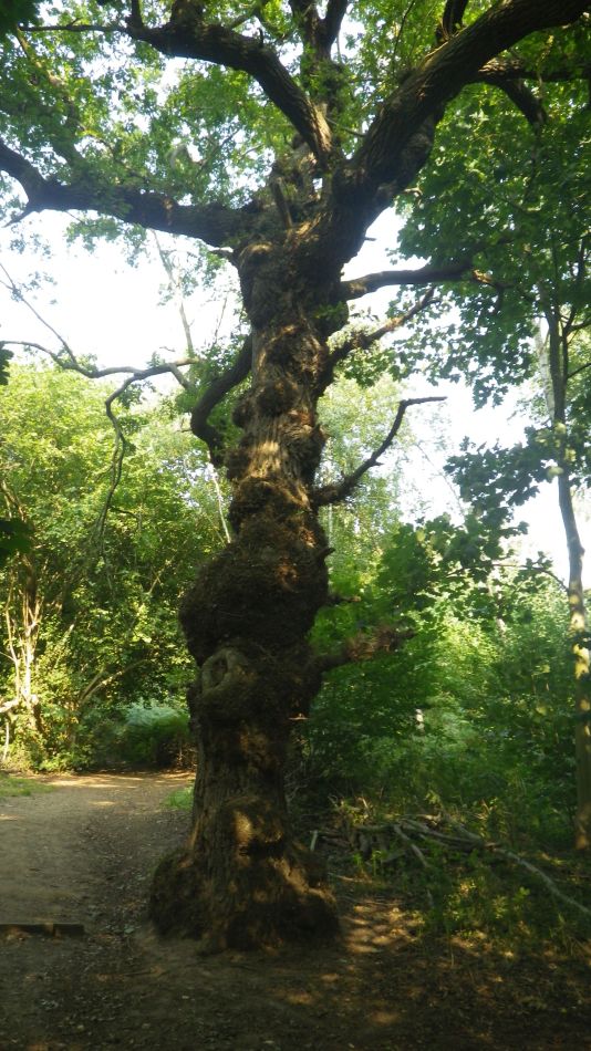 2020-09-08 29 Ipswich.jpg