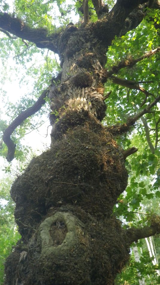 2020-09-08 30 Ipswich.jpg