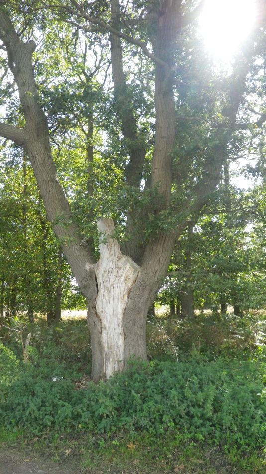 2020-09-09 12 Nacton.jpg