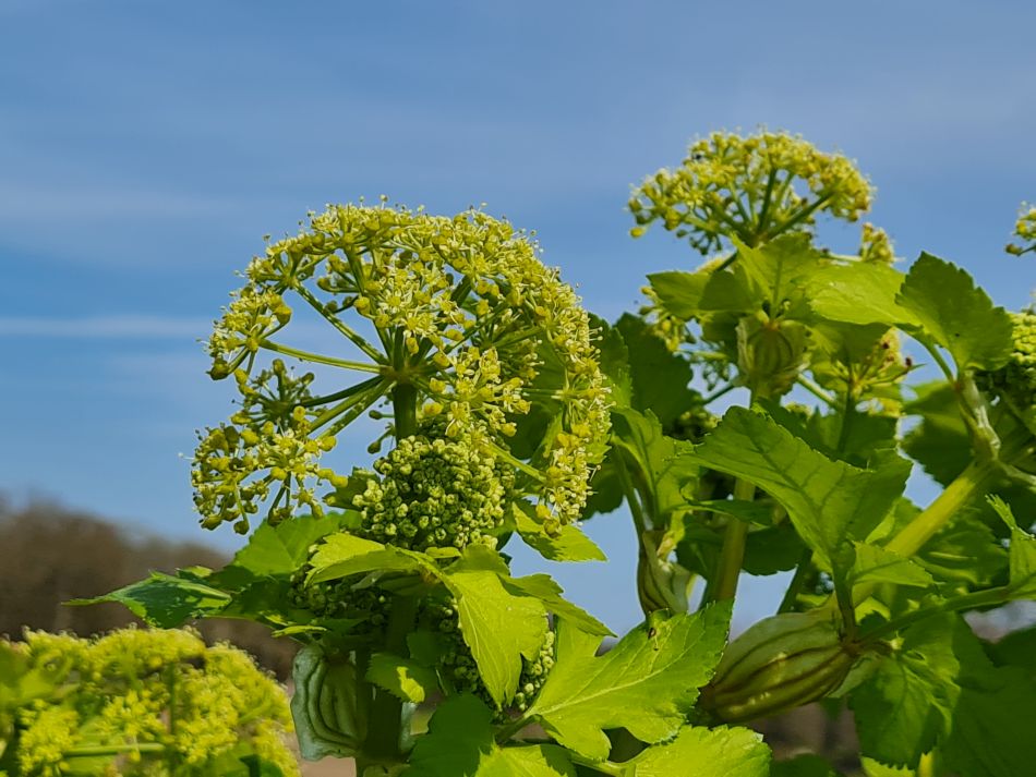 2023-04-16 09 Hales.jpg