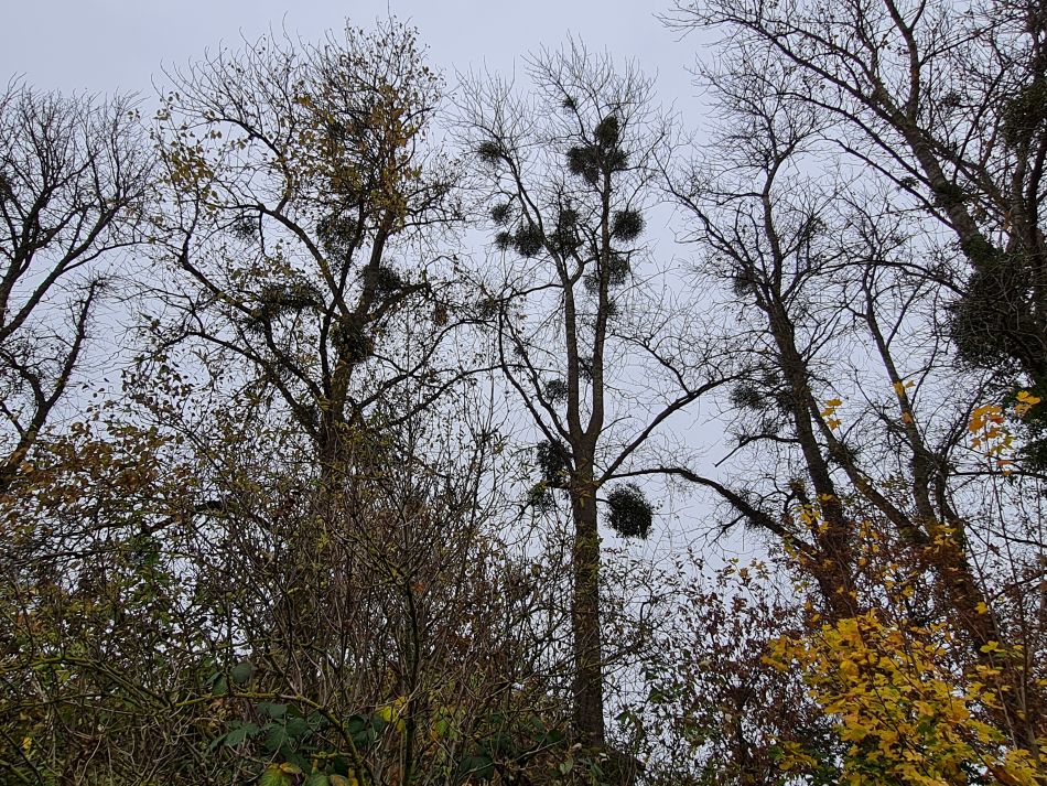 2021-11-24 06 Stonehenge and Amesbury.jpg