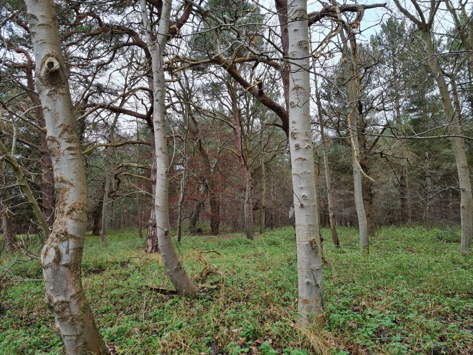 2015-06-04 07 Barnham.jpg