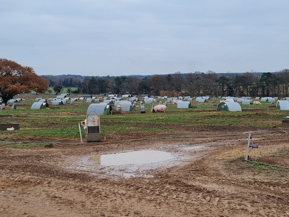 2015-06-04 12 Barnham.jpg