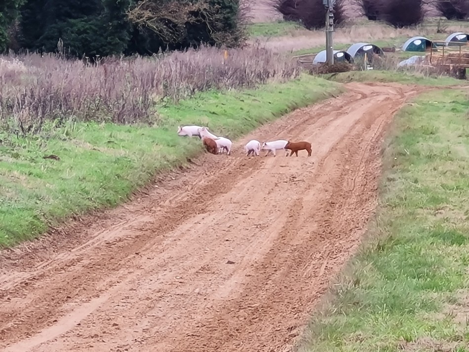 2015-06-04 14 Barnham.jpg