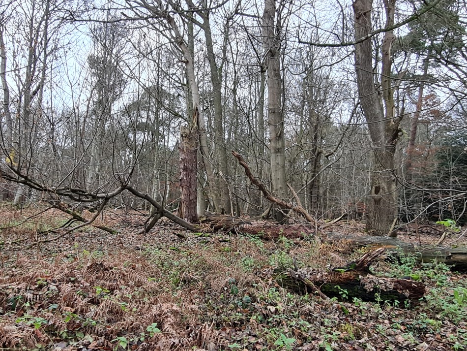 2015-06-04 15 Barnham.jpg