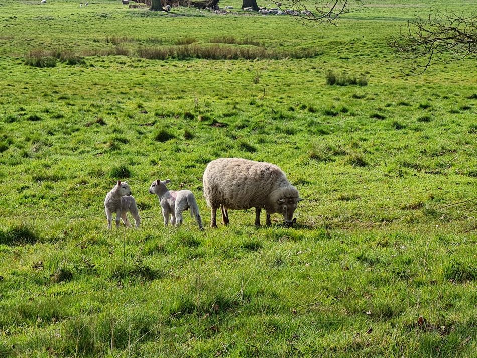 2022-04-14 03 Angles Way 4 - Barnham.jpg