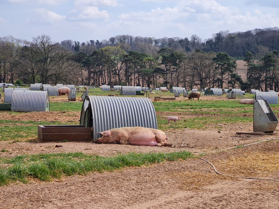 2022-04-14 04 Angles Way 4 - Barnham.jpg