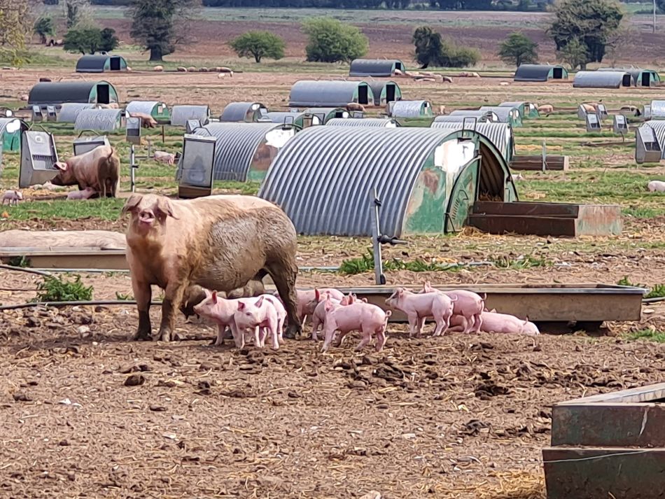 2022-04-14 05 Angles Way 4 - Barnham.jpg