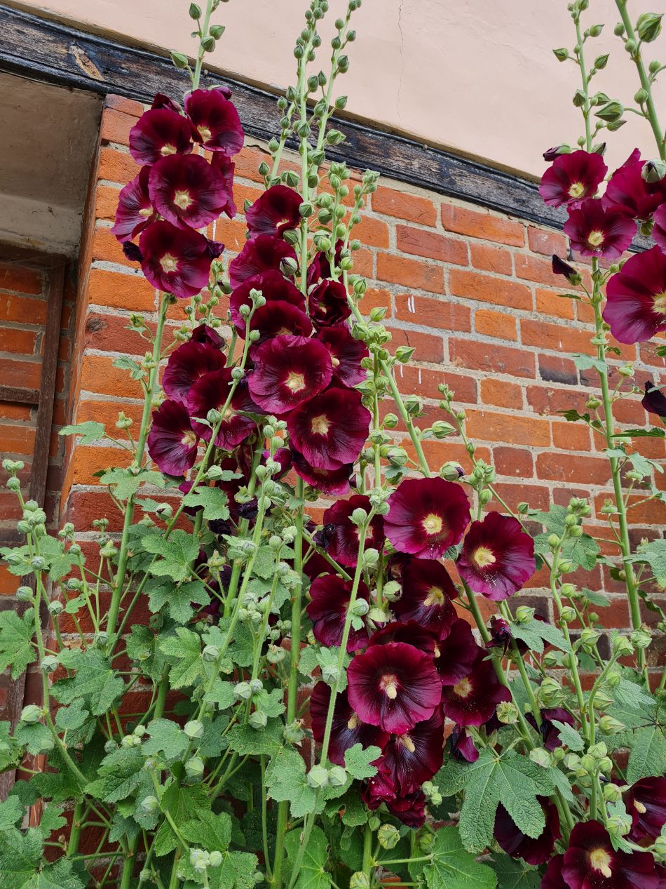 2022-06-29 04 Kelsale.jpg