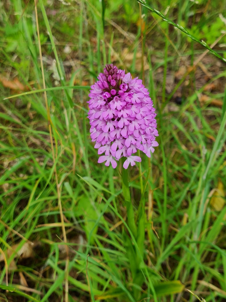 2022-06-29 13 Kelsale.jpg