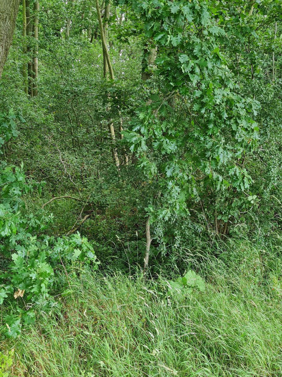 2022-06-29 20 Kelsale.jpg