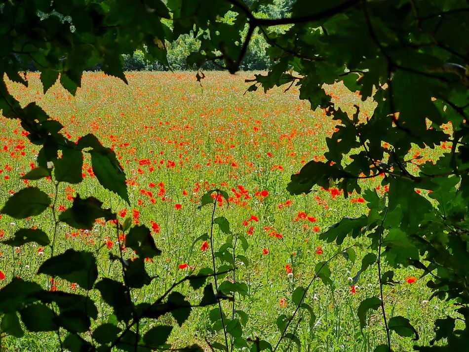 2022-06-29 25 Kelsale.jpg