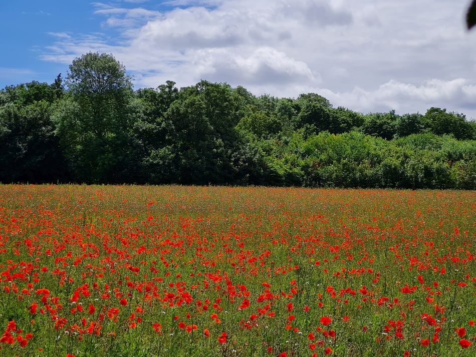 2022-06-29 26 Kelsale.jpg