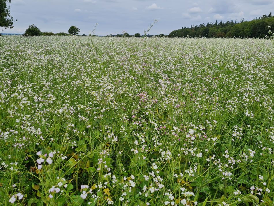 2023-08-29 10 Rougham and Maypole Green.jpg