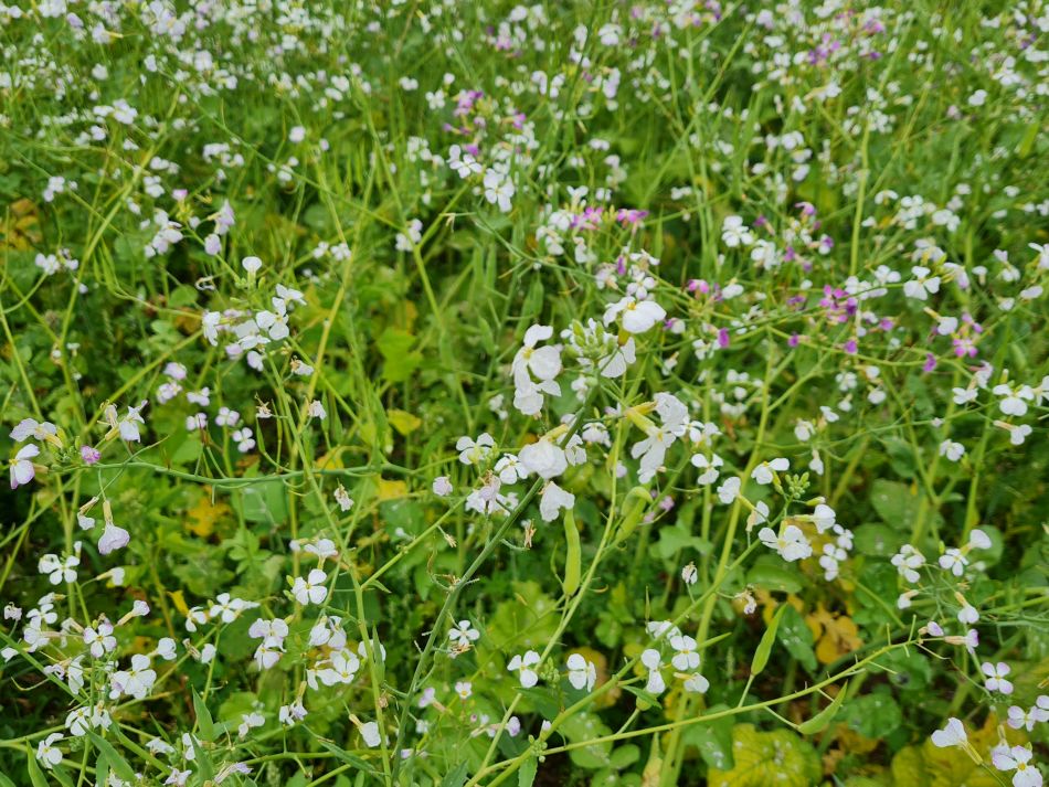 2023-08-29 11 Rougham and Maypole Green.jpg