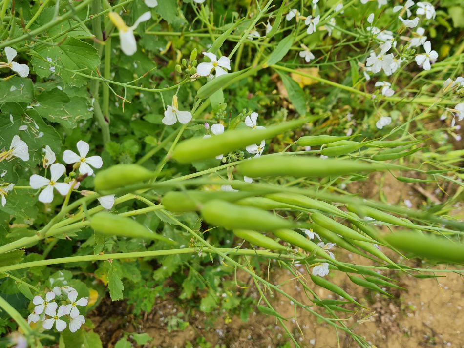 2023-08-29 12 Rougham and Maypole Green.jpg