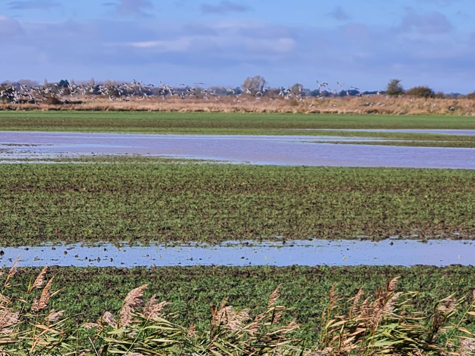 2023-11-07 11 Stokesby and Muck Fleet.jpg