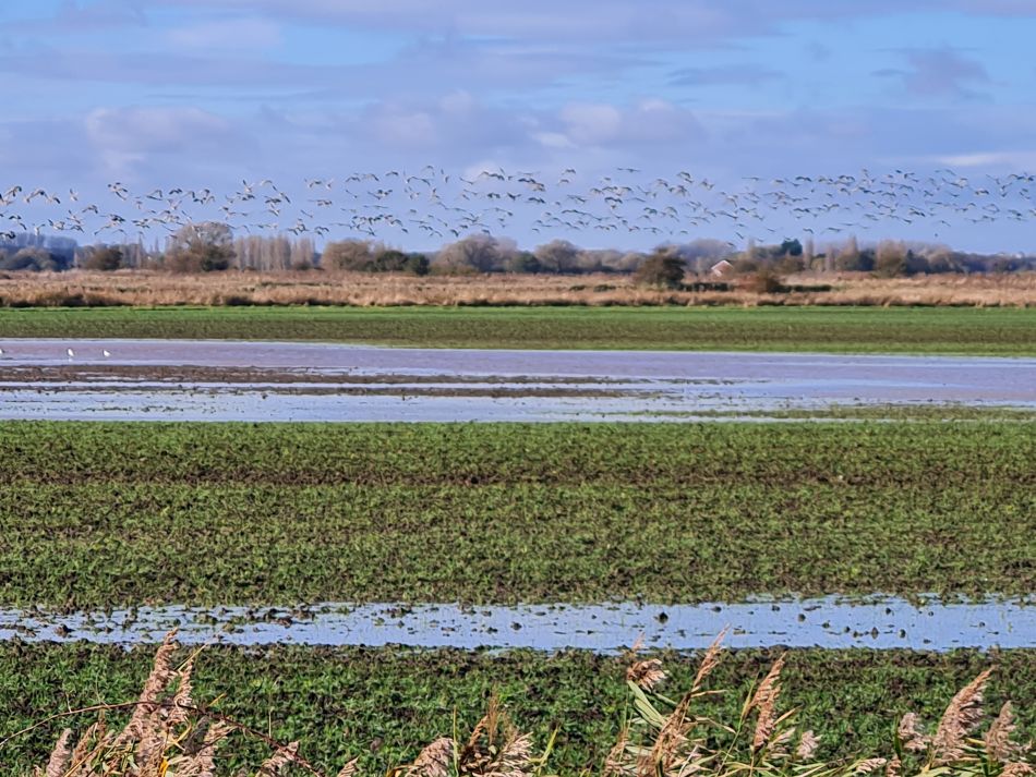 2023-11-07 12 Stokesby and Muck Fleet.jpg