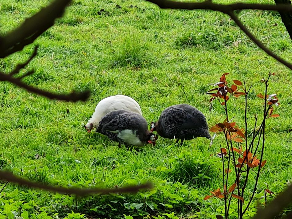 2024-03-31 06 Eaton Marshes with Mid Norfolk Group.jpg