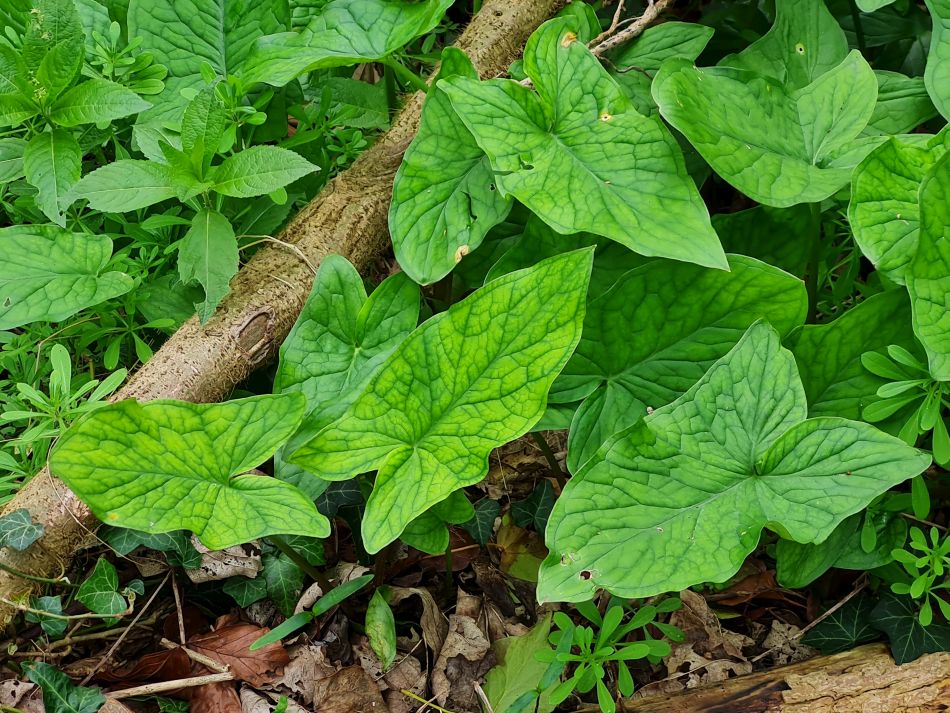 2024-03-31 08 Eaton Marshes with Mid Norfolk Group.jpg