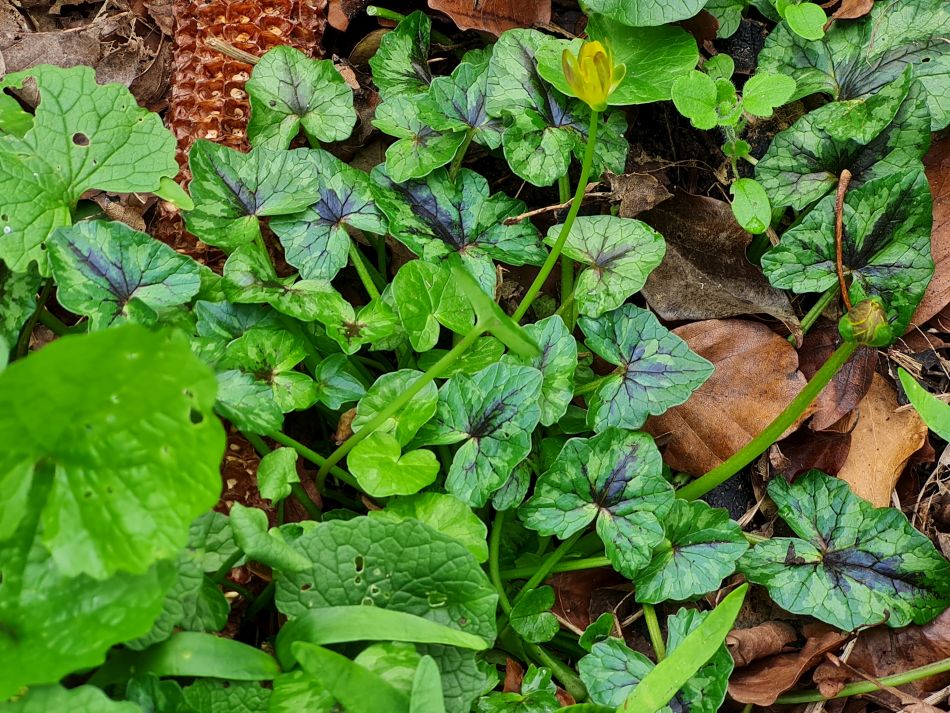 2024-03-31 09 Eaton Marshes with Mid Norfolk Group.jpg
