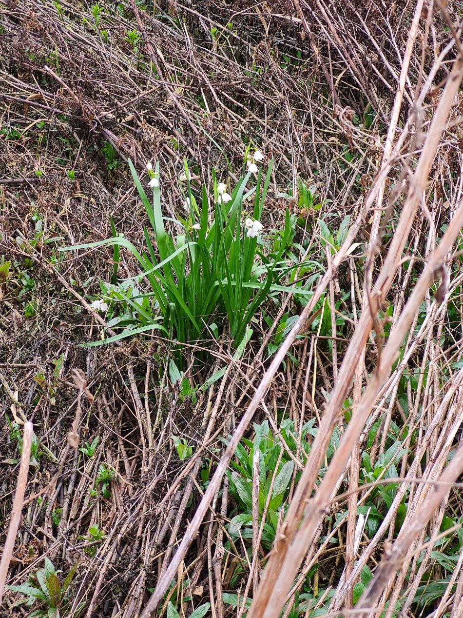 2024-03-31 23 Eaton Marshes with Mid Norfolk Group.jpg