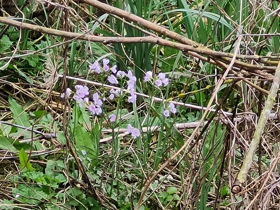 2024-03-31 24 Eaton Marshes with Mid Norfolk Group.jpg